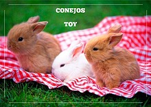 conejos toy