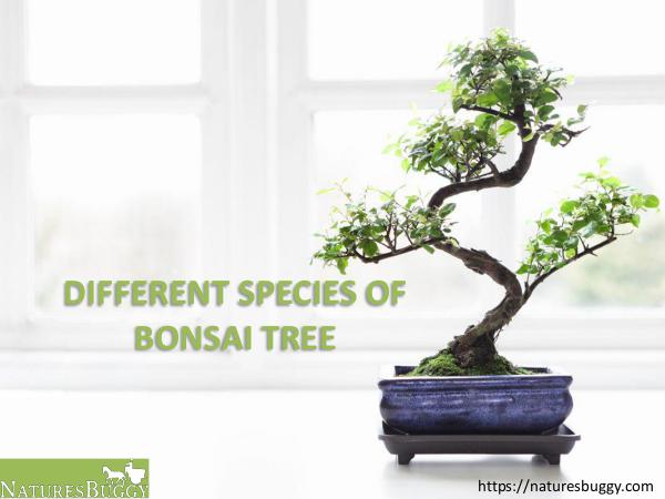 Different Species of Bonsai Tree Different Species of Bonsai Tree