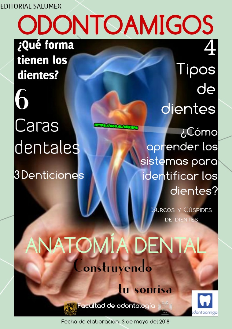 Anatomía Dental Dientes y Anatomía.
