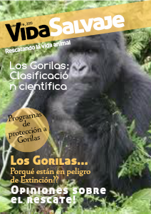 El Gorila en el Mundo 01 2013